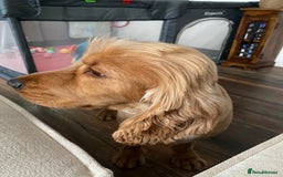 Cocker Spaniel dogs for stud: Golden Cocker Spaniel – Stud Dog Available 🐾 - Image 1