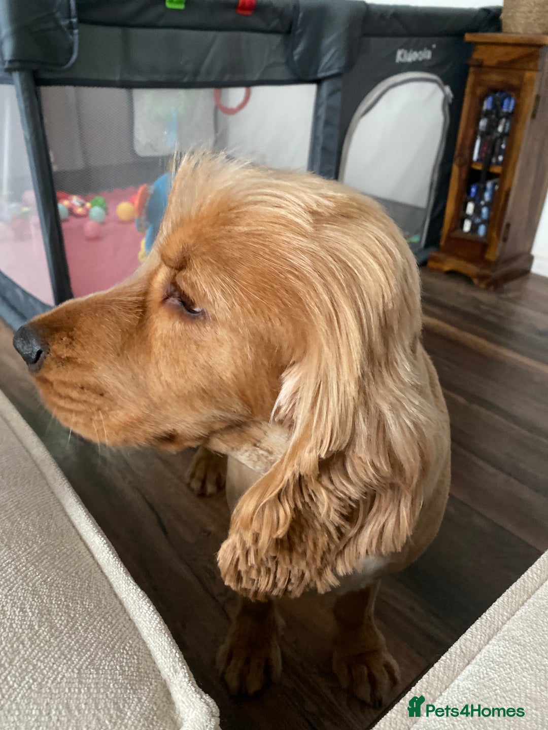 Cocker Spaniel dogs for stud: Golden Cocker Spaniel – Stud Dog Available 🐾 - Image 1