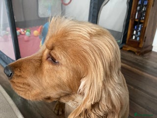 Cocker Spaniel dogs - Advert 18