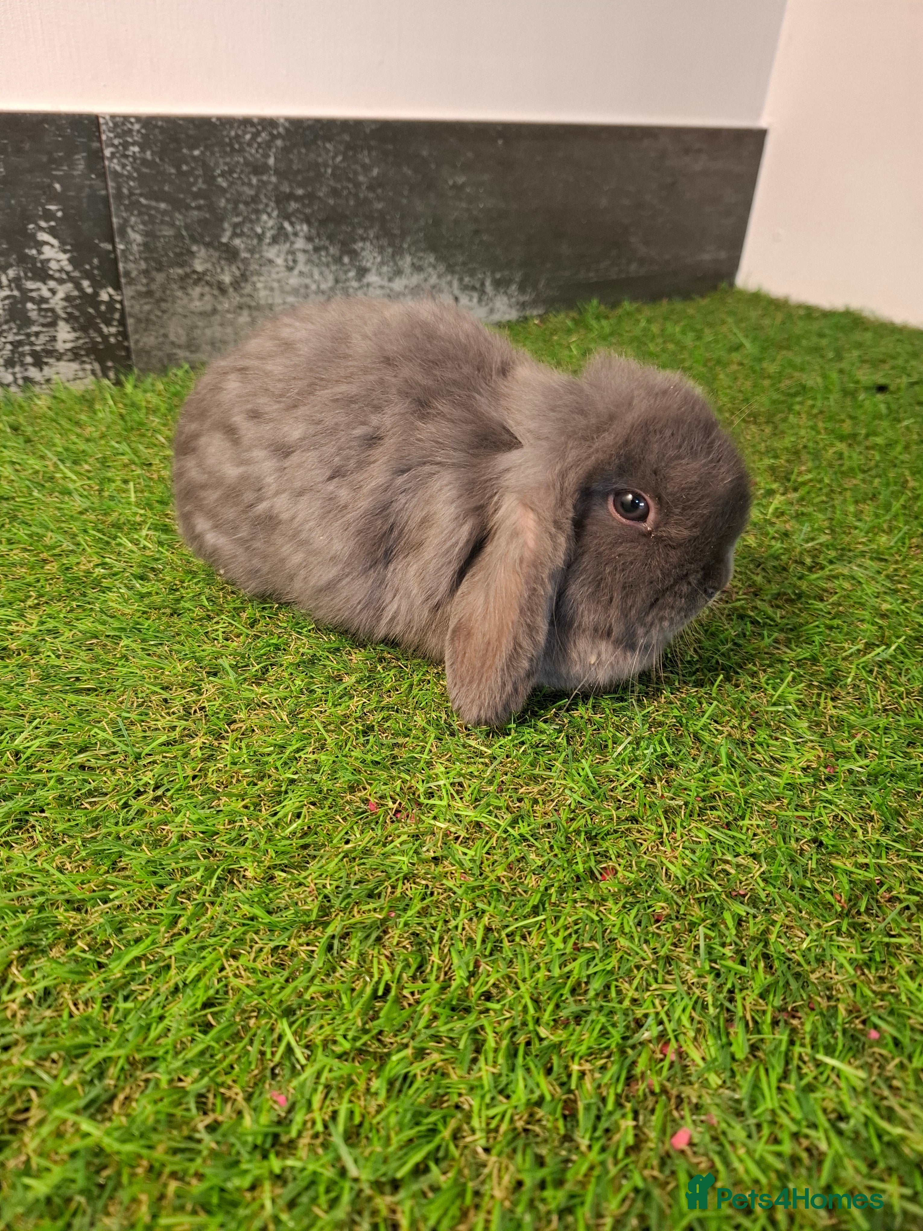 Mini Lop rabbits MINILOP BABIES READY NOW - Advert 1