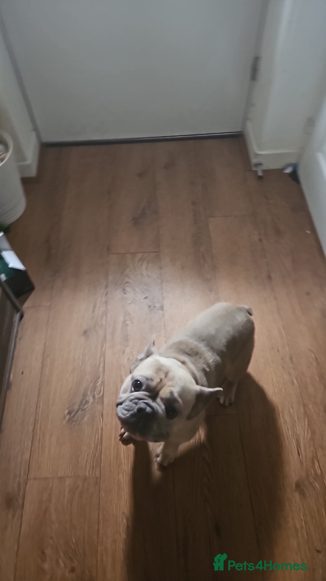 French Bulldog dogs for sale: Desperately seeking a new loving home - Advert 8