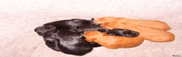 Cocker Spaniel dogs for sale: Working KC Registered Cocker Spaniel pups  - Advert 9
