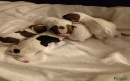 Jack Russell dogs for stud: proven small jackrussell boy for stud only  in Sheerness - Image 12
