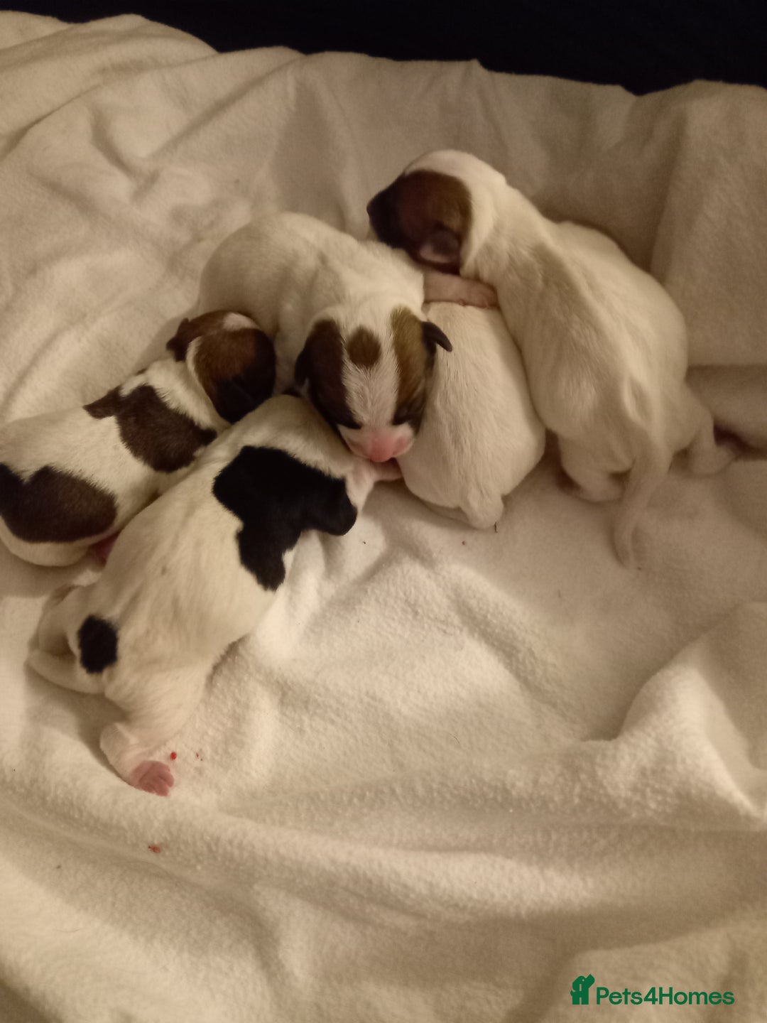 Jack Russell dogs for stud: proven small jackrussell boy for stud only  in Sheerness - Image 12