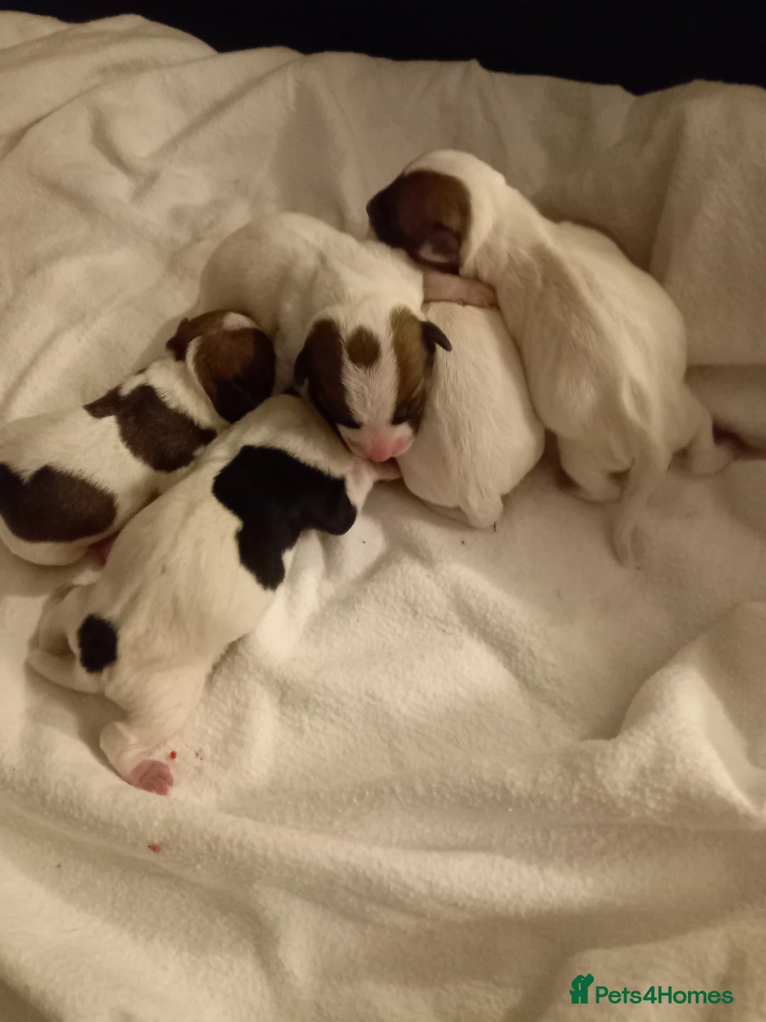 Jack Russell dogs for stud: proven small jackrussell boy for stud only  in Sheerness - Advert 12