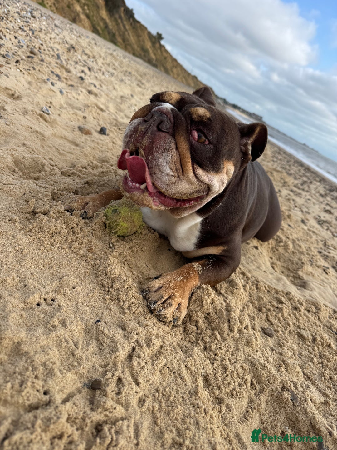 English Bulldog dogs for sale: Looking for my new home - Advert 6