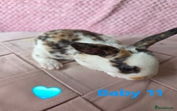 Rex rabbits for sale: Gorgeous coloured mini rex babies - Image 9