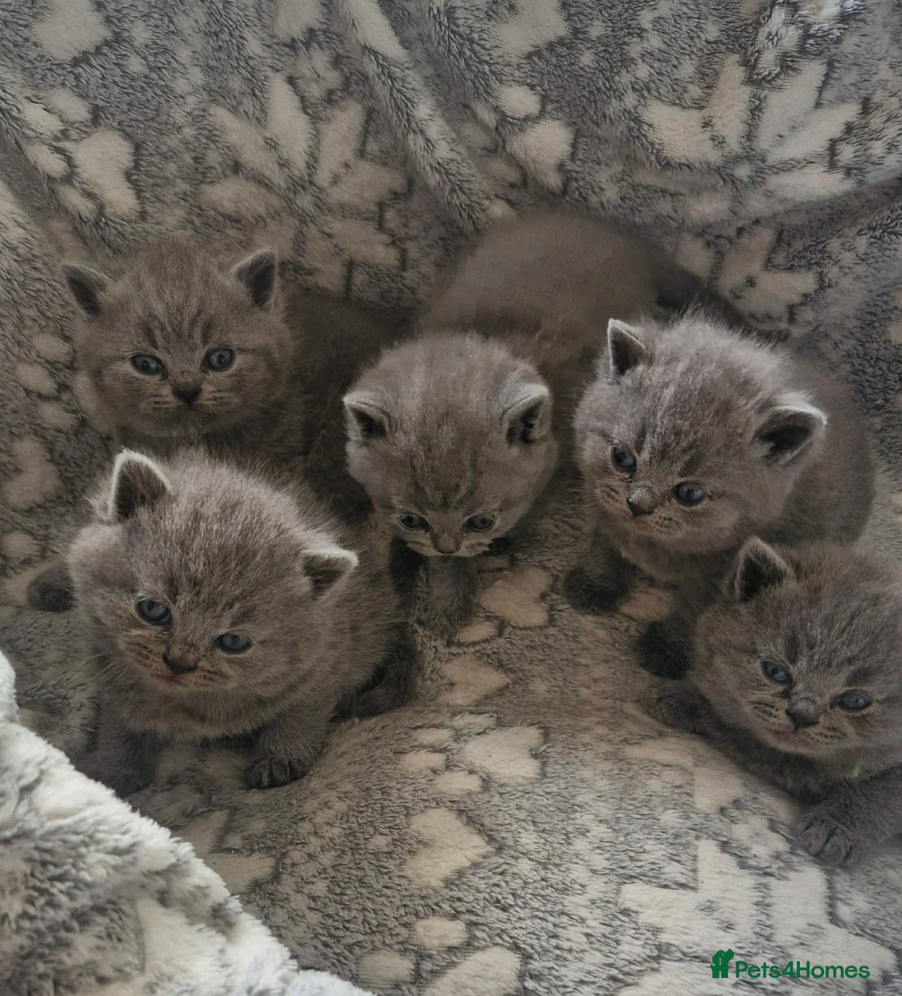 British Shorthair cats Beautiful British Blue kittens  - Advert 1