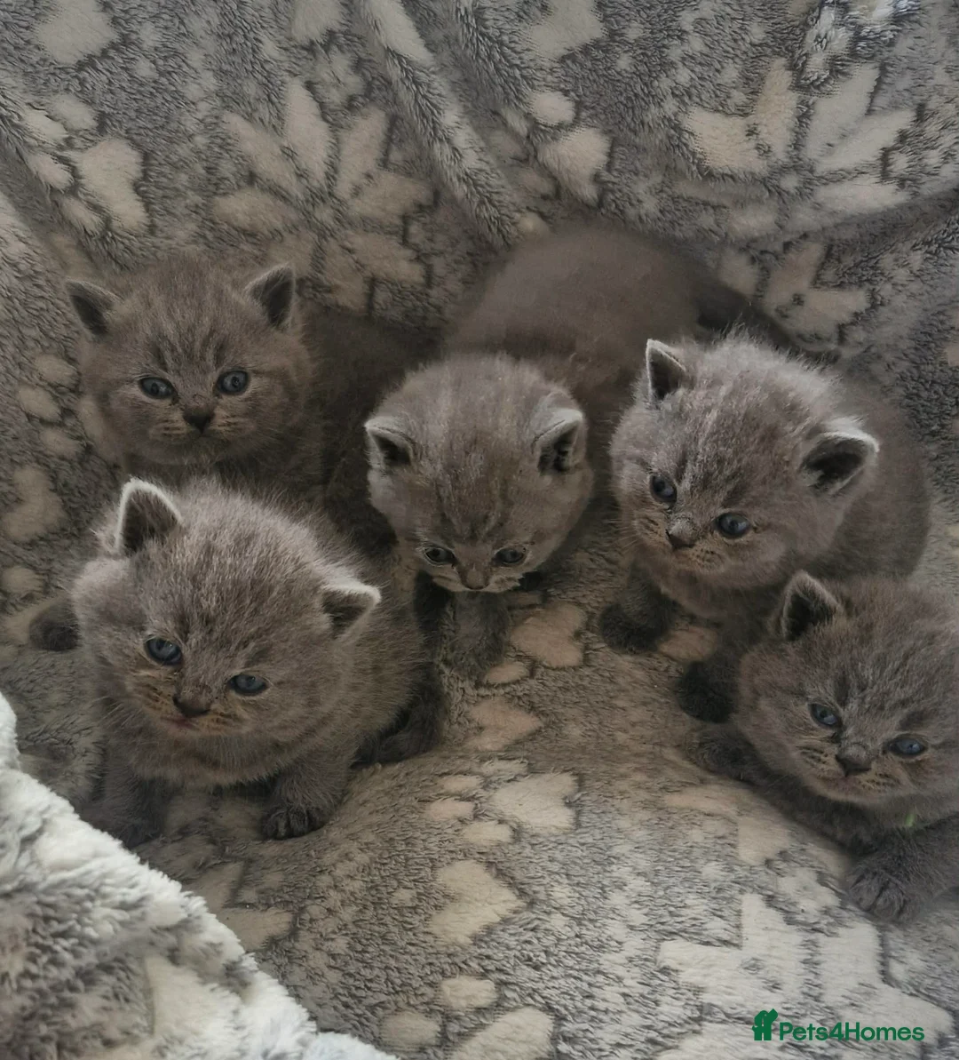 British Shorthair cats for sale: Beautiful British Blue kittens  - Advert 1