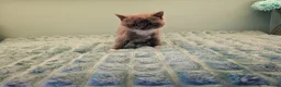 British Shorthair cats for sale: Blue British short hair X kittens  - Advert 12