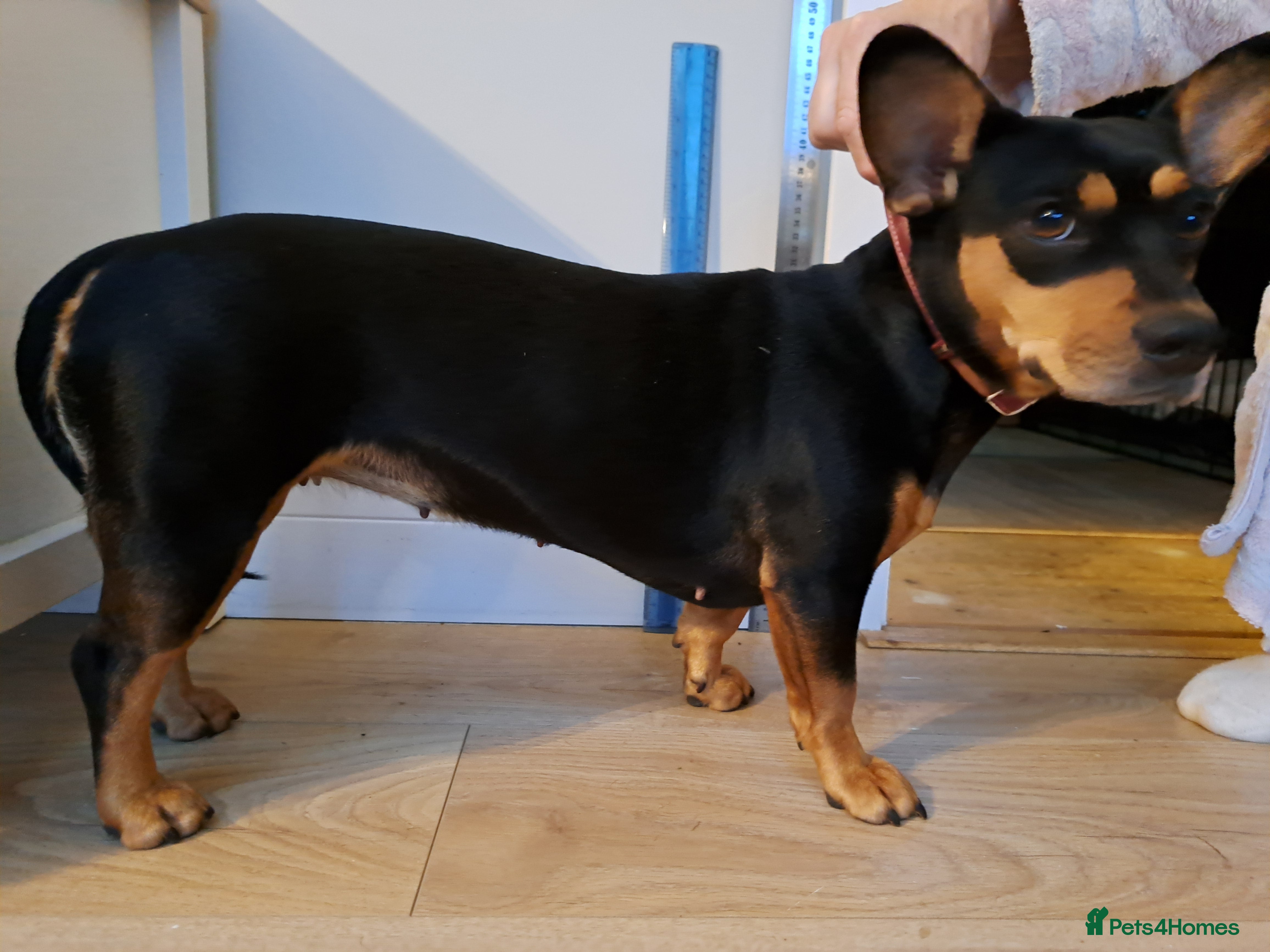 Mixed Breed dogs Miniature Dachshund X Frenchie. - Advert 1