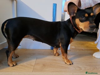 Mixed Breed dogs Miniature Dachshund X Frenchie. - Advert 1
