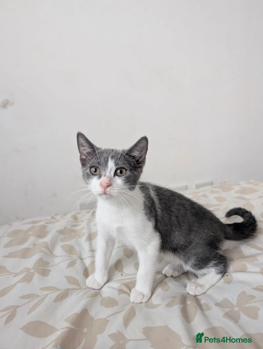 Mixed Breed cats for sale: Beautiful friendly Grey kittens - Advert 2