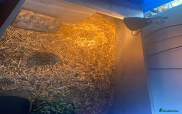 Hermann Tortoise reptiles for sale: Hermann's tortoise   - Image 2