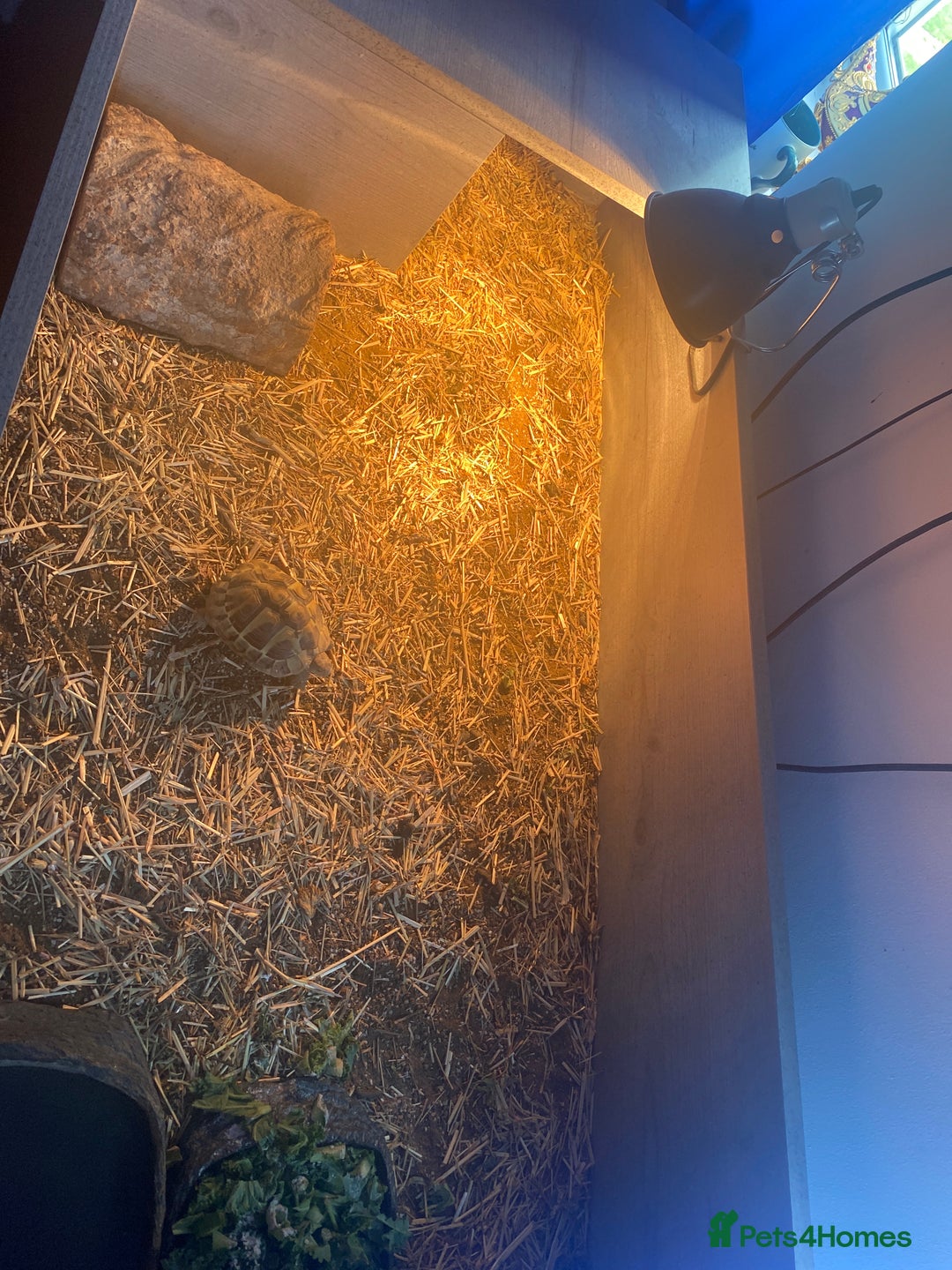 Hermann Tortoise reptiles for sale: Hermann's tortoise   - Image 2