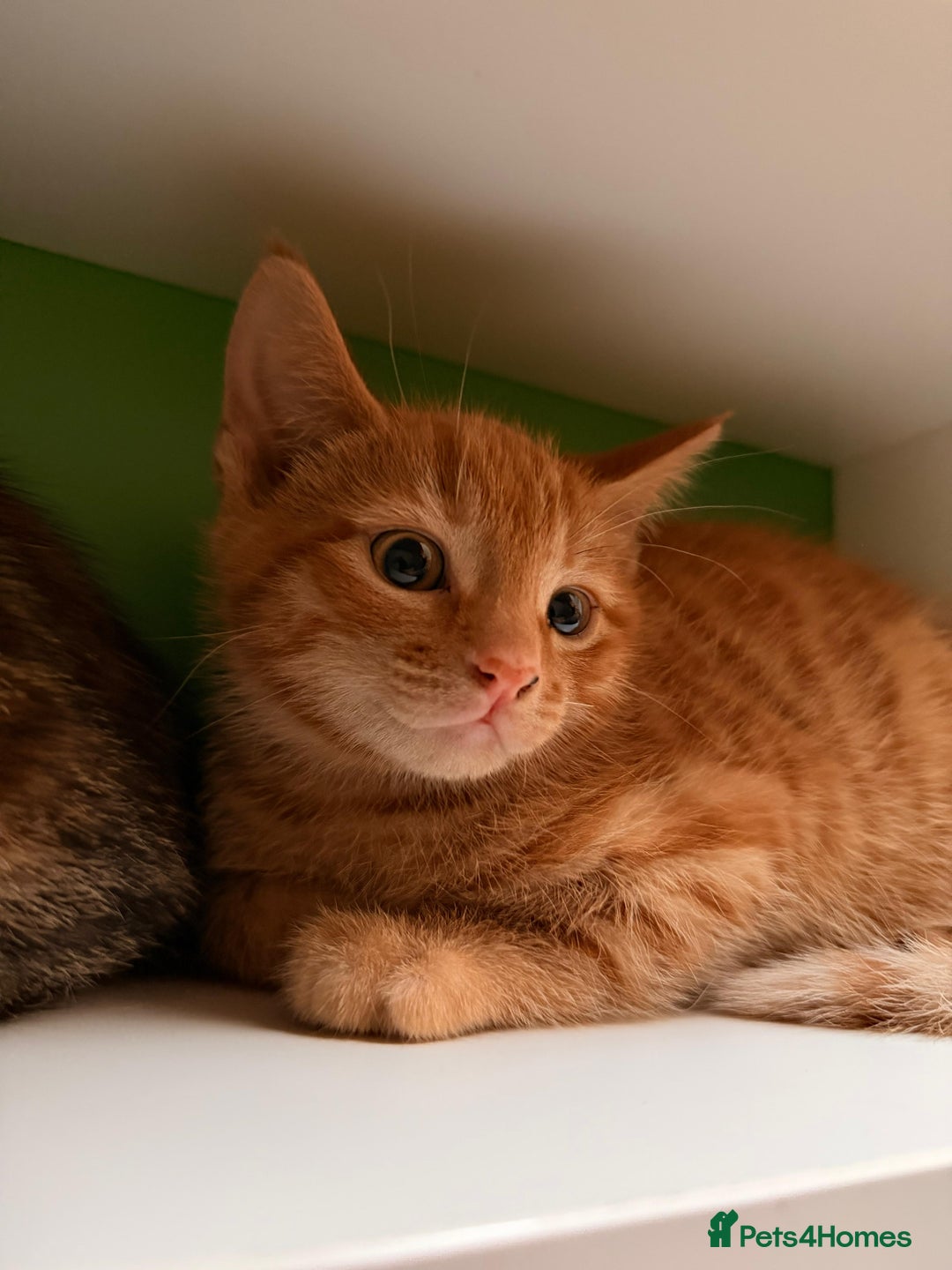 Mixed Breed cats for sale: Cute Ginger Boy ! - Advert 8