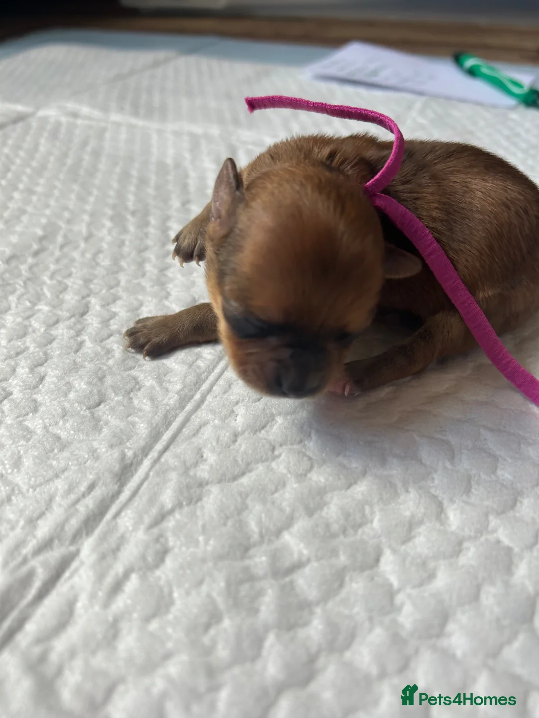 Chihuahua dogs for sale: Long haired chihuahua’s  - Advert 2