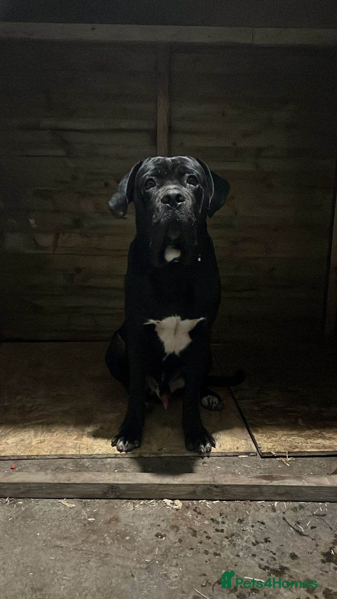 Cane Corso dogs for sale: PURE CANE CORSO MALE - Advert 1