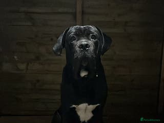 Cane Corso dogs PURE CANE CORSO MALE - Advert 1