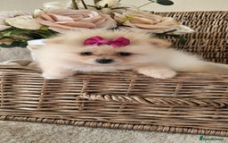 Pomeranian dogs for sale:  Beautiful Pomeranian puppies  - Image 9