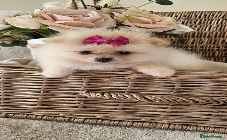 Pomeranian dogs - Advert 8