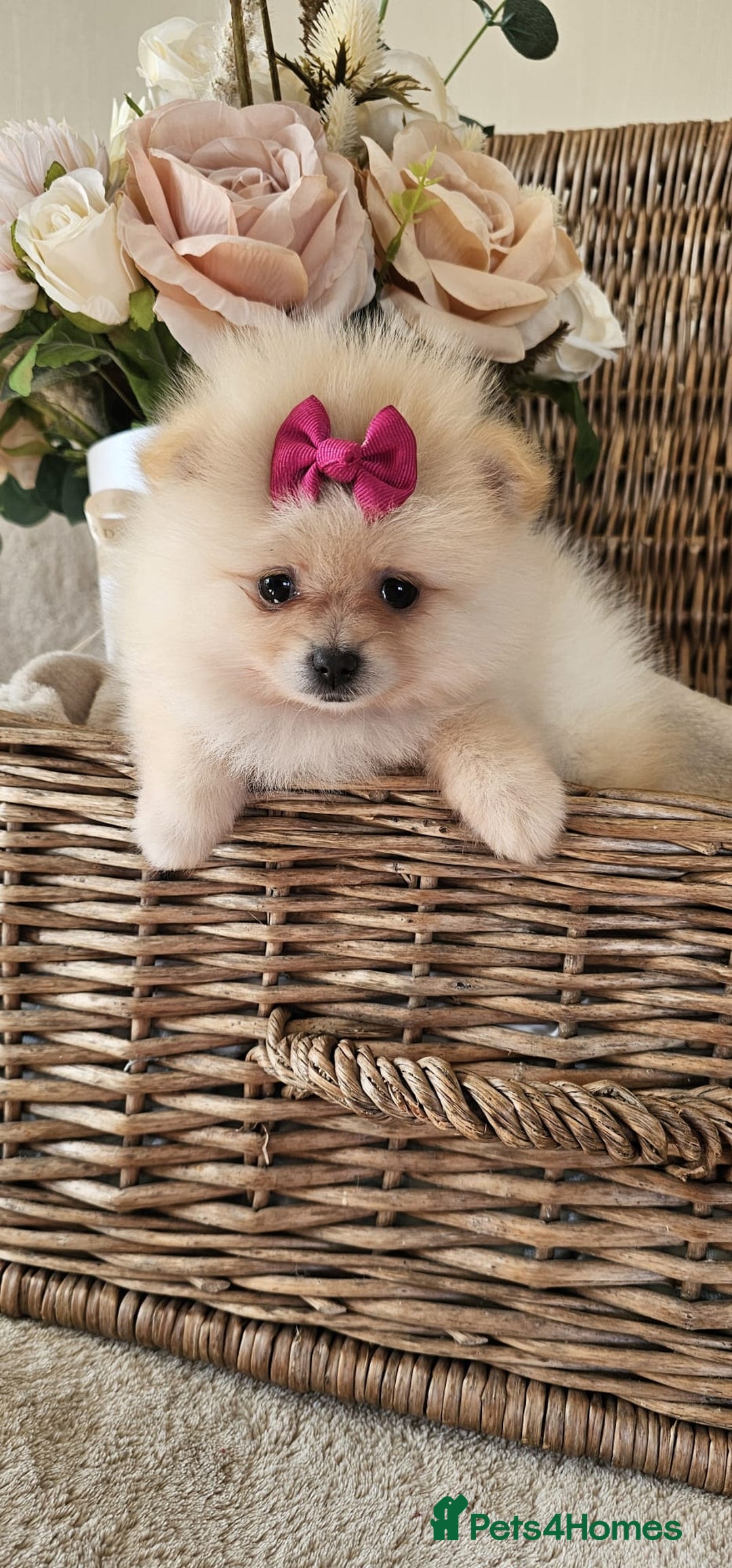 Pomeranian dogs for sale:  Beautiful Pomeranian puppies  - Image 9