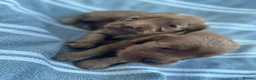Cockapoo dogs for sale: Beautiful Litter of 6 Cockapoo  - Advert 15