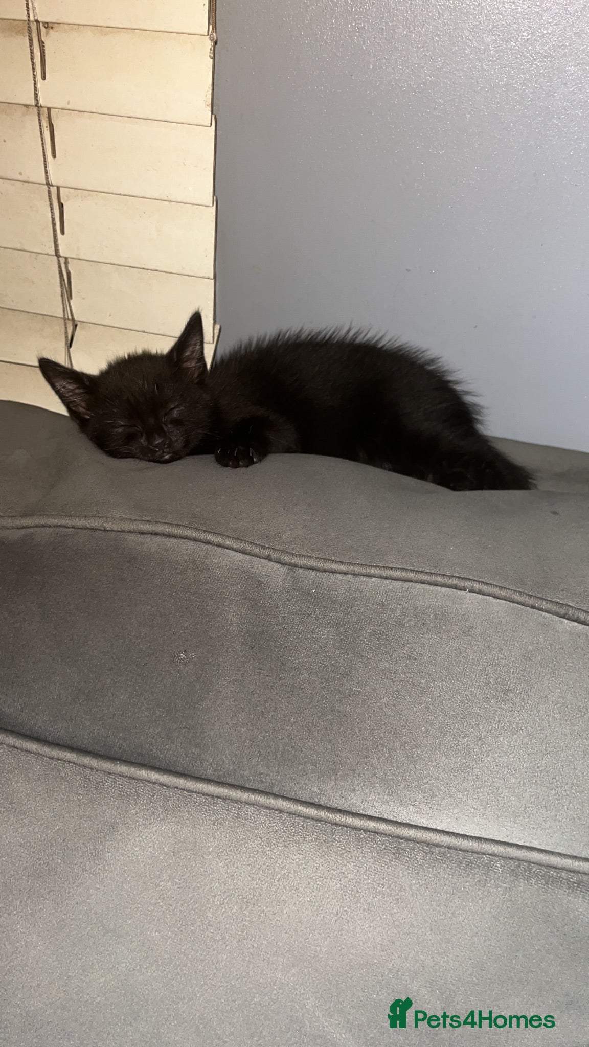 Mixed Breed cats Boy kitten  - Advert 1