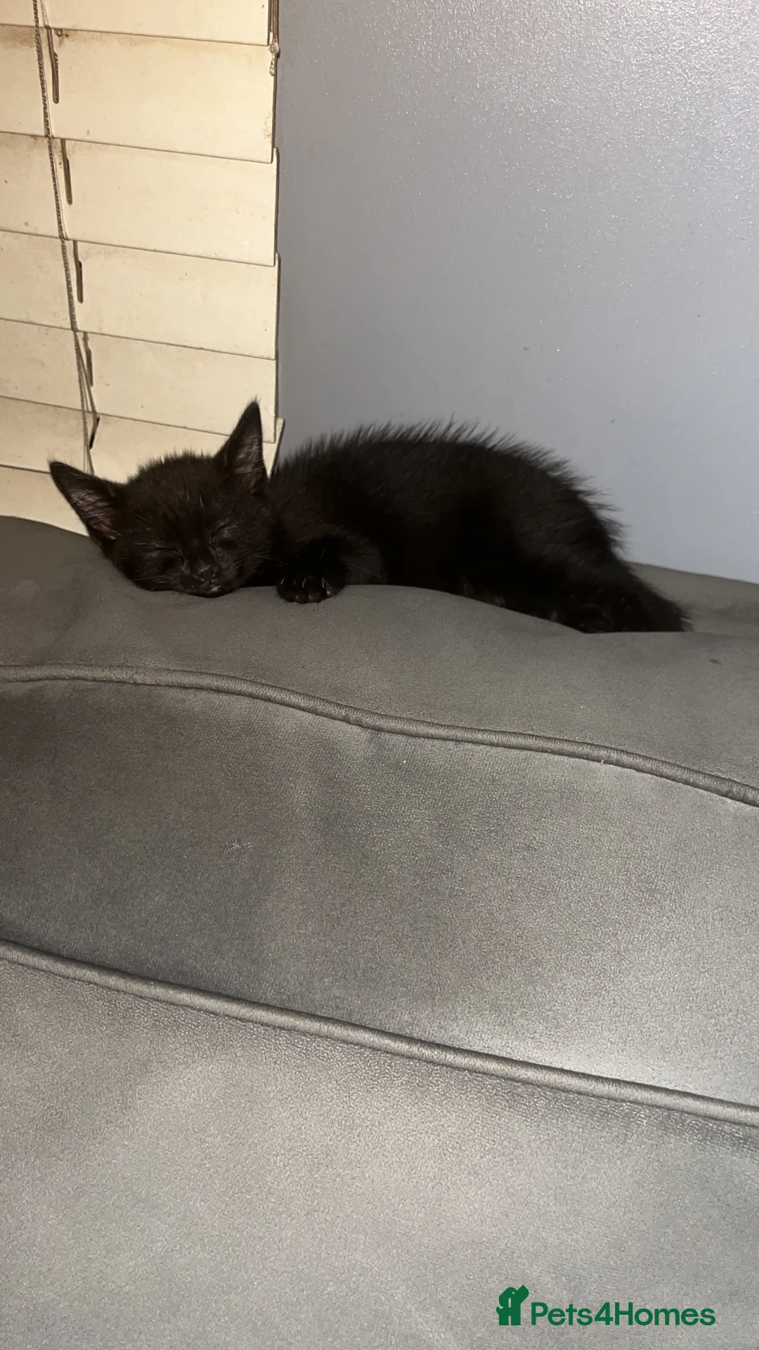 Mixed Breed cats for sale: Boy kitten  - Advert 1