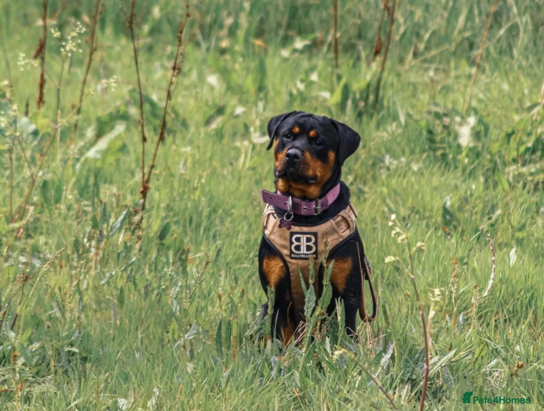 Rottweiler dogs for sale: Rottweiler pups looking for homes  - Advert 1