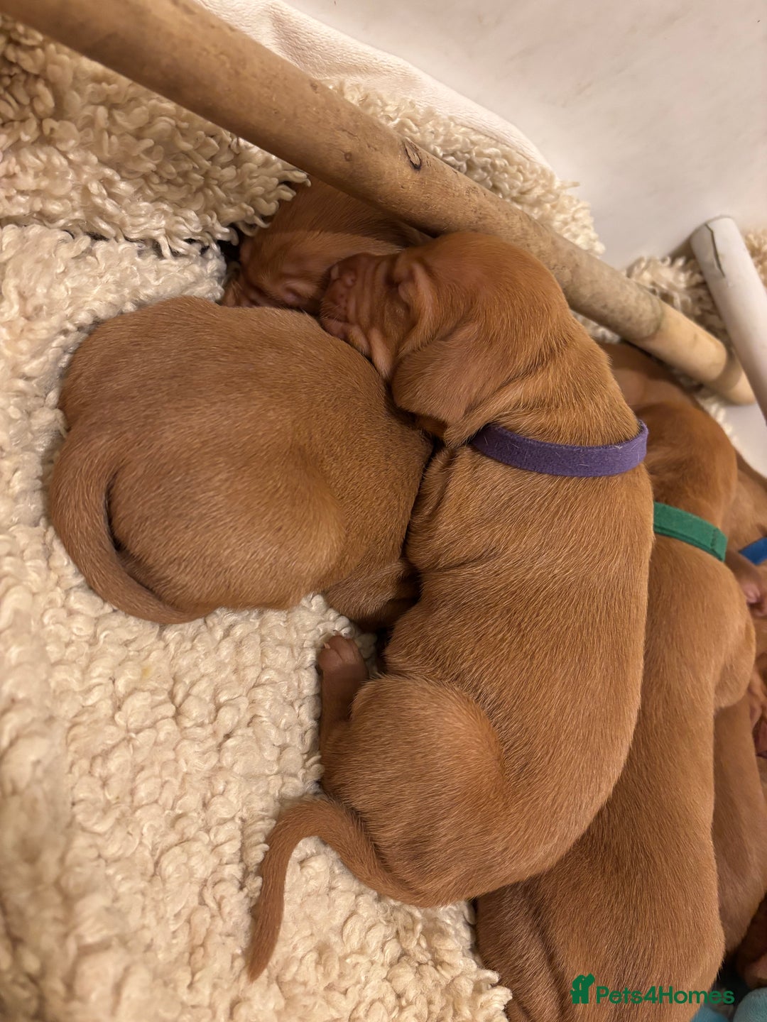 Hungarian Vizsla dogs for sale: Ready to leave KC Registered Vizsla Puppy  - Advert 32