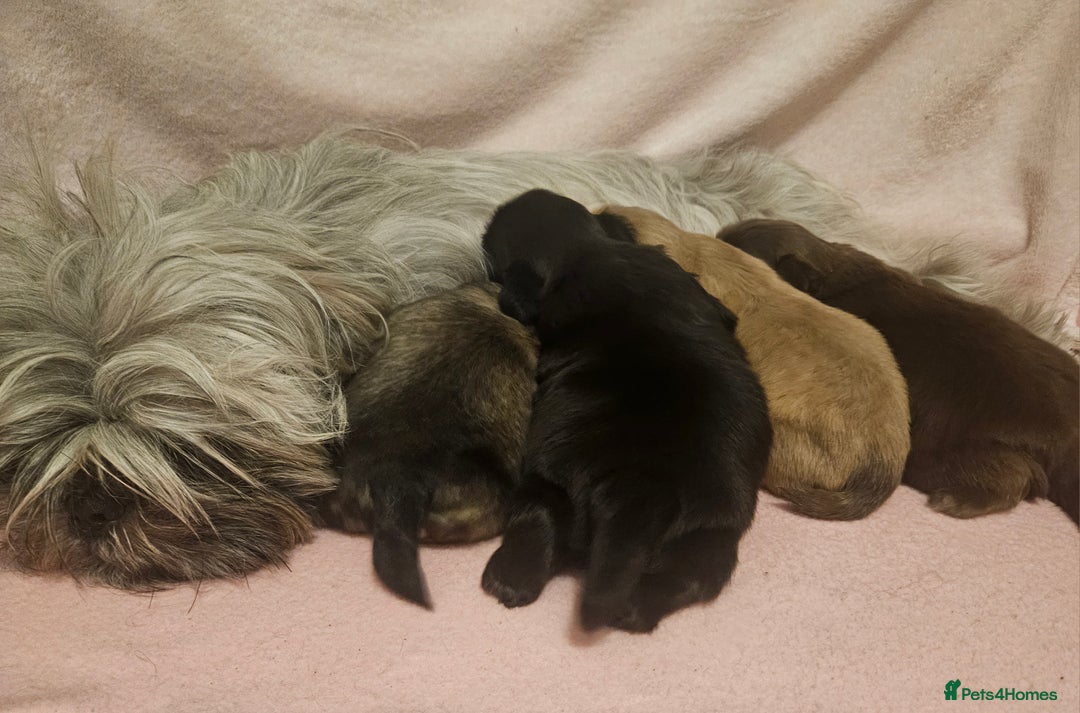 Shih Tzu dogs for sale: Imperial Shih Tzu Puppies - Advert 9