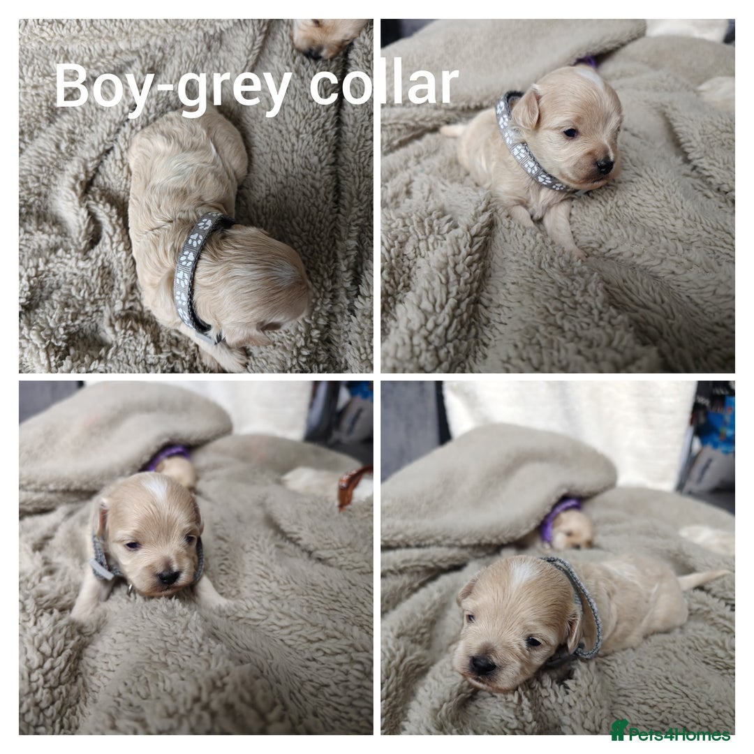 Maltipoo dogs for sale: F2 Mini Maltipoo, 4 boys - Image 7