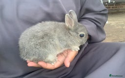 Netherland Dwarf rabbits for sale: Bunnies Netherland Dwarf Rabbits - Image 7
