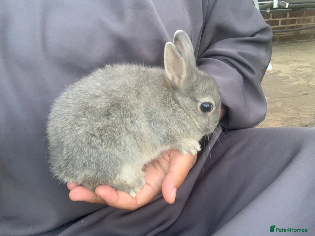Netherland Dwarf rabbits for sale: Bunnies Netherland Dwarf Rabbits - Image 7