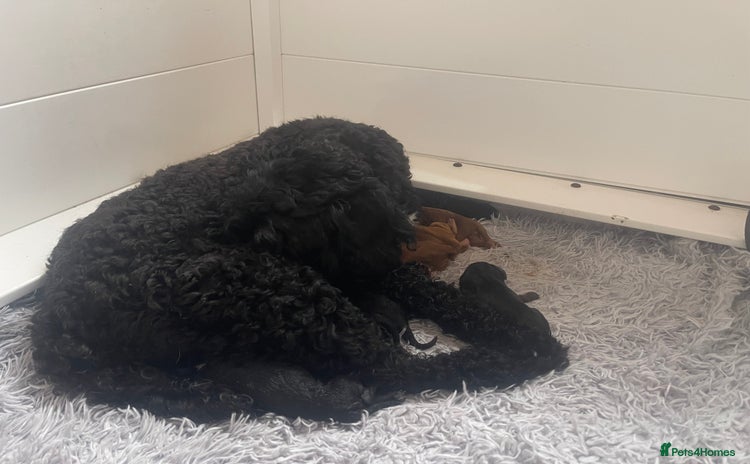 Cavapoo dogs - Advert 14