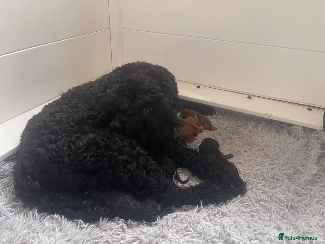 Cavapoo dogs for sale: 🐶 F1B CAVAPOOS 5* HEALTH CHECK 🐶 - Image 7