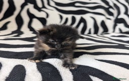 Mixed Breed cats for sale: Kittens - Image 10