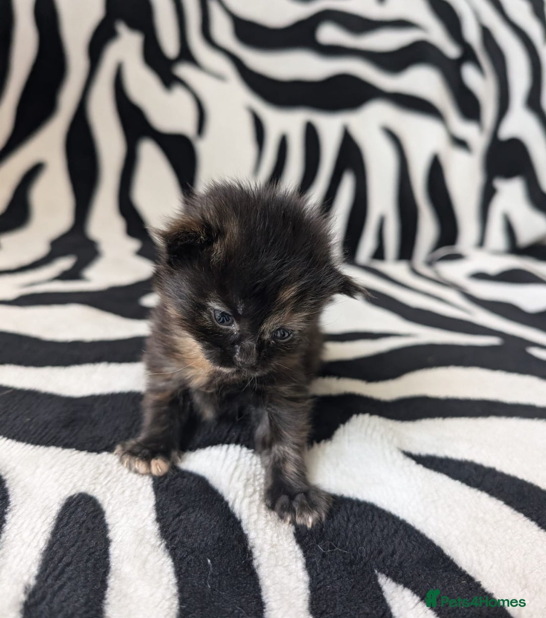 Mixed Breed cats for sale: Kittens - Image 10