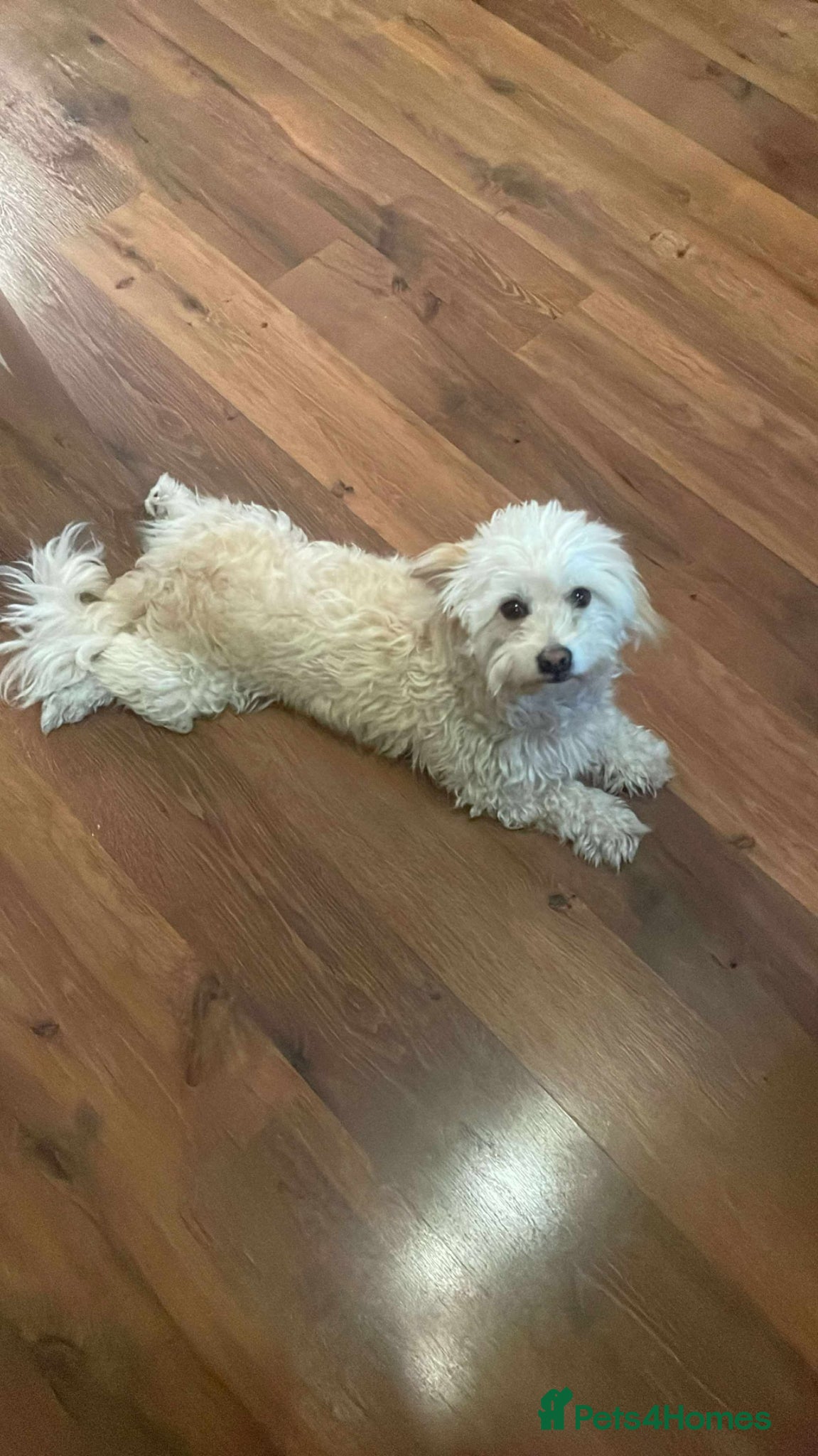 Mixed Breed dogs Seif needs a special home  - Advert 1