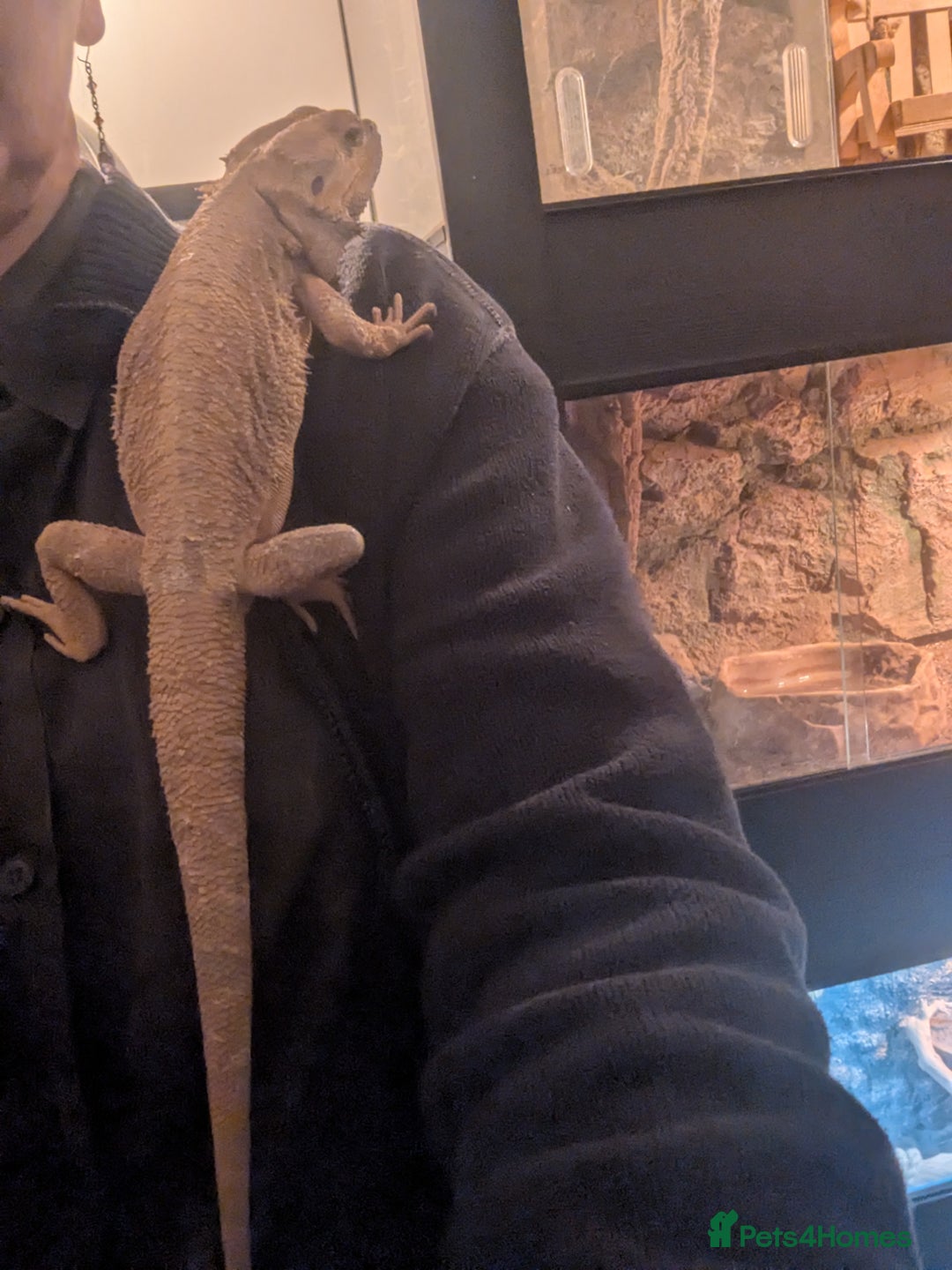 Bearded Dragon reptiles for sale: 6 bearded dragons with full set up - Advert 5