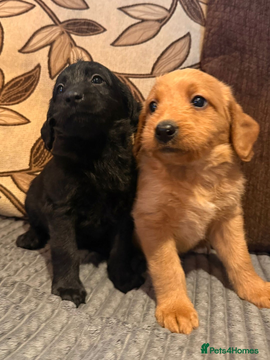 Labradoodle dogs for sale: Stunning miniature Labradoodle  - Image 8