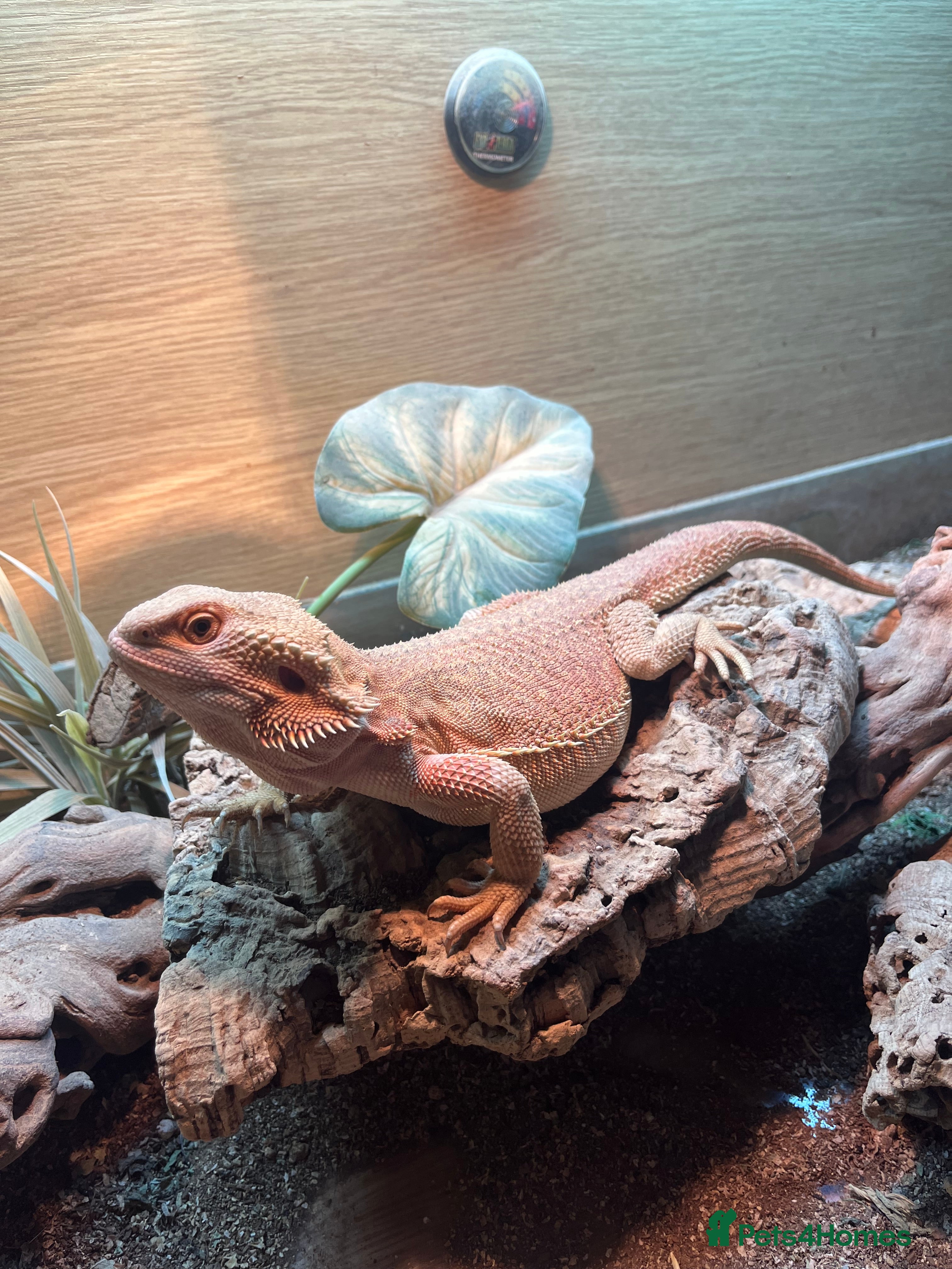 Bearded Dragon reptiles 1.5 year old bearded dragon - Advert 6