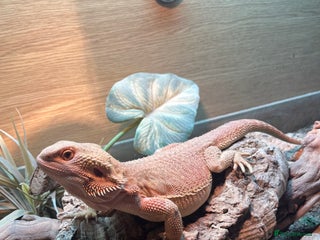 Bearded Dragon reptiles 1.5 year old bearded dragon - Advert 1