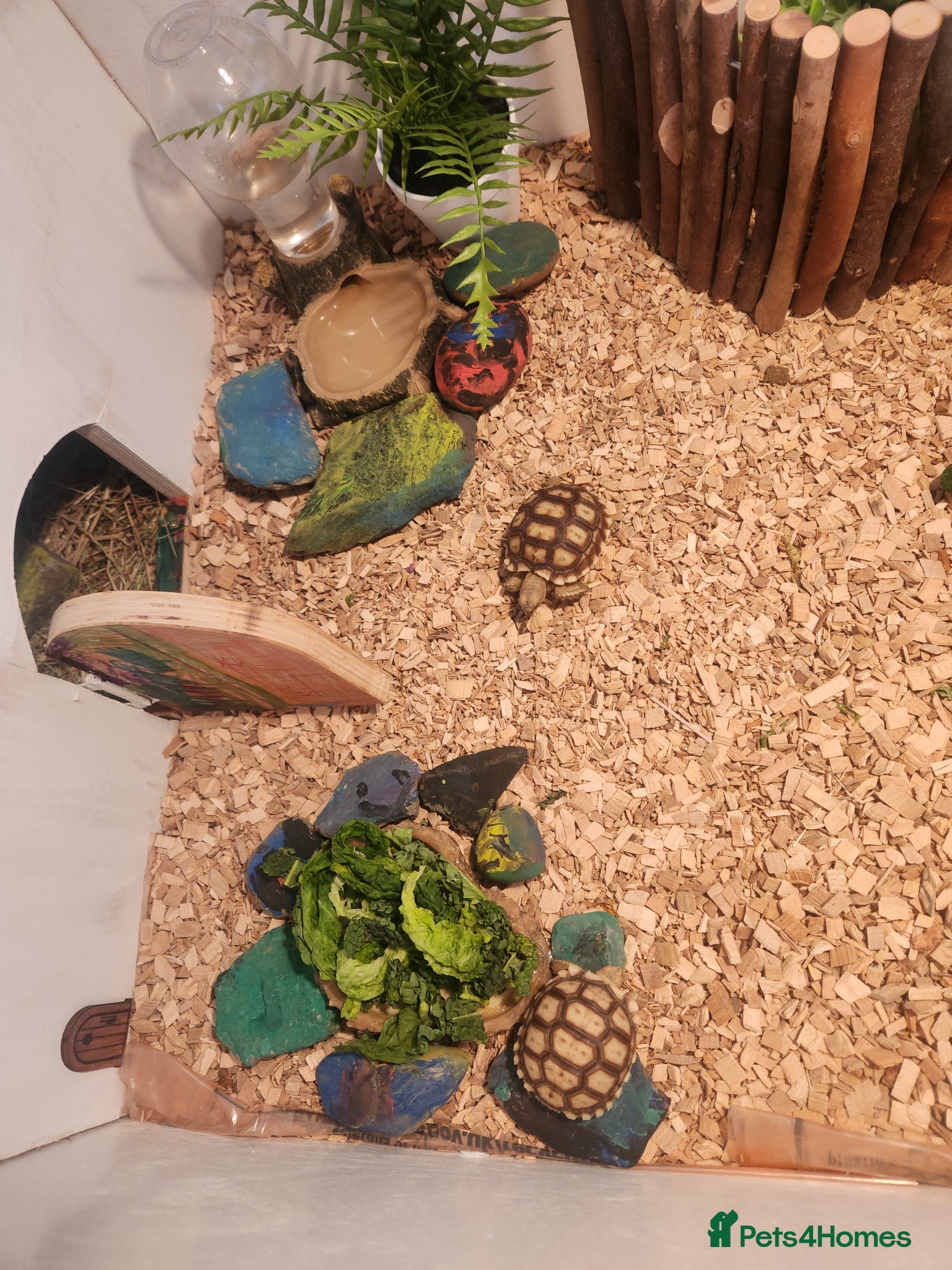 Tortoise reptiles  2 gorgeous sulcata tortoise  - Advert 1