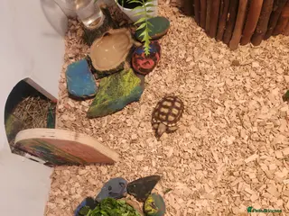 Tortoise reptiles 2 gorgeous sulcata tortoise - Advert 1