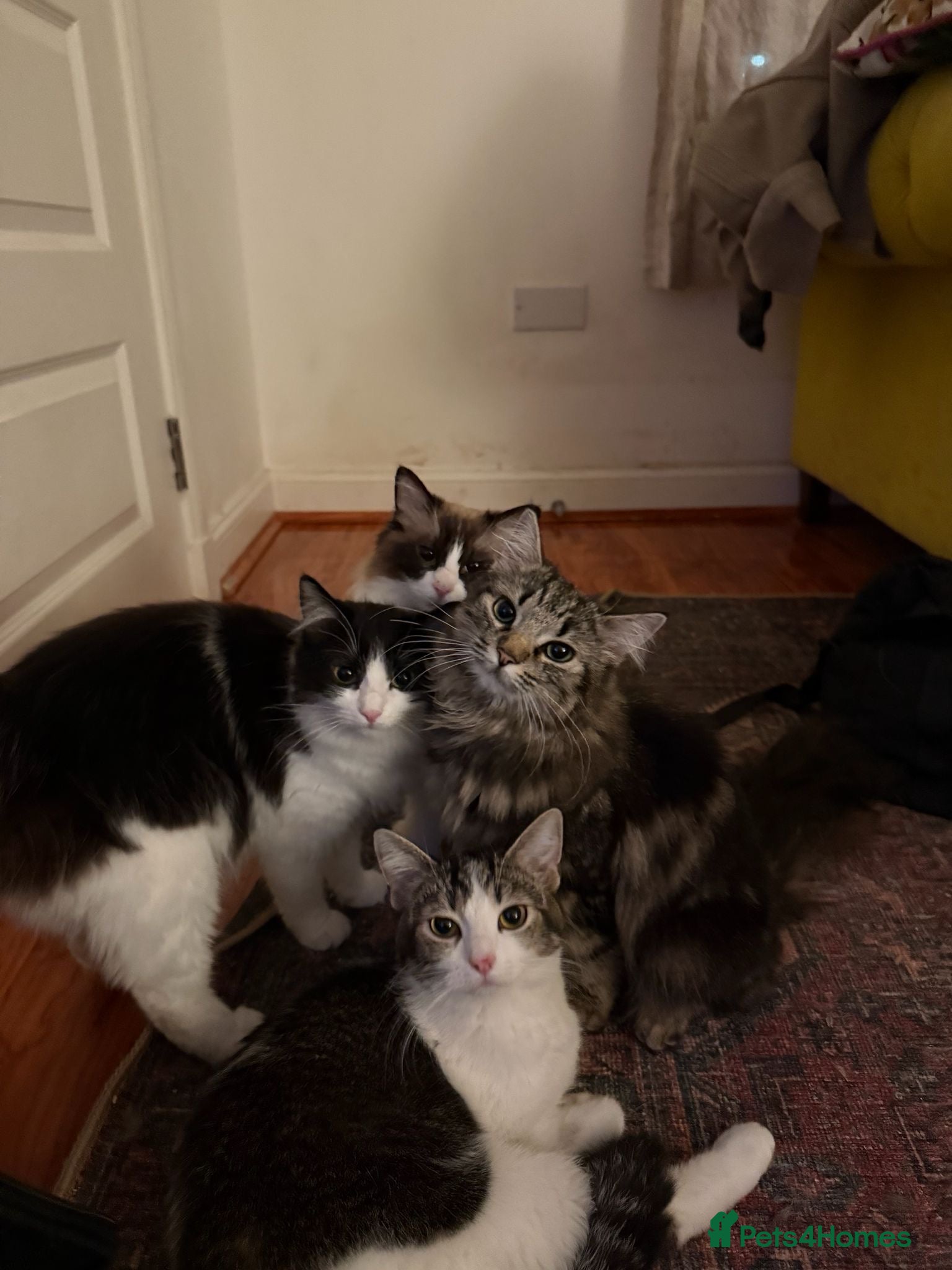 Mixed Breed cats Litter of 5 ragdoll tabby mixes  - Advert 3