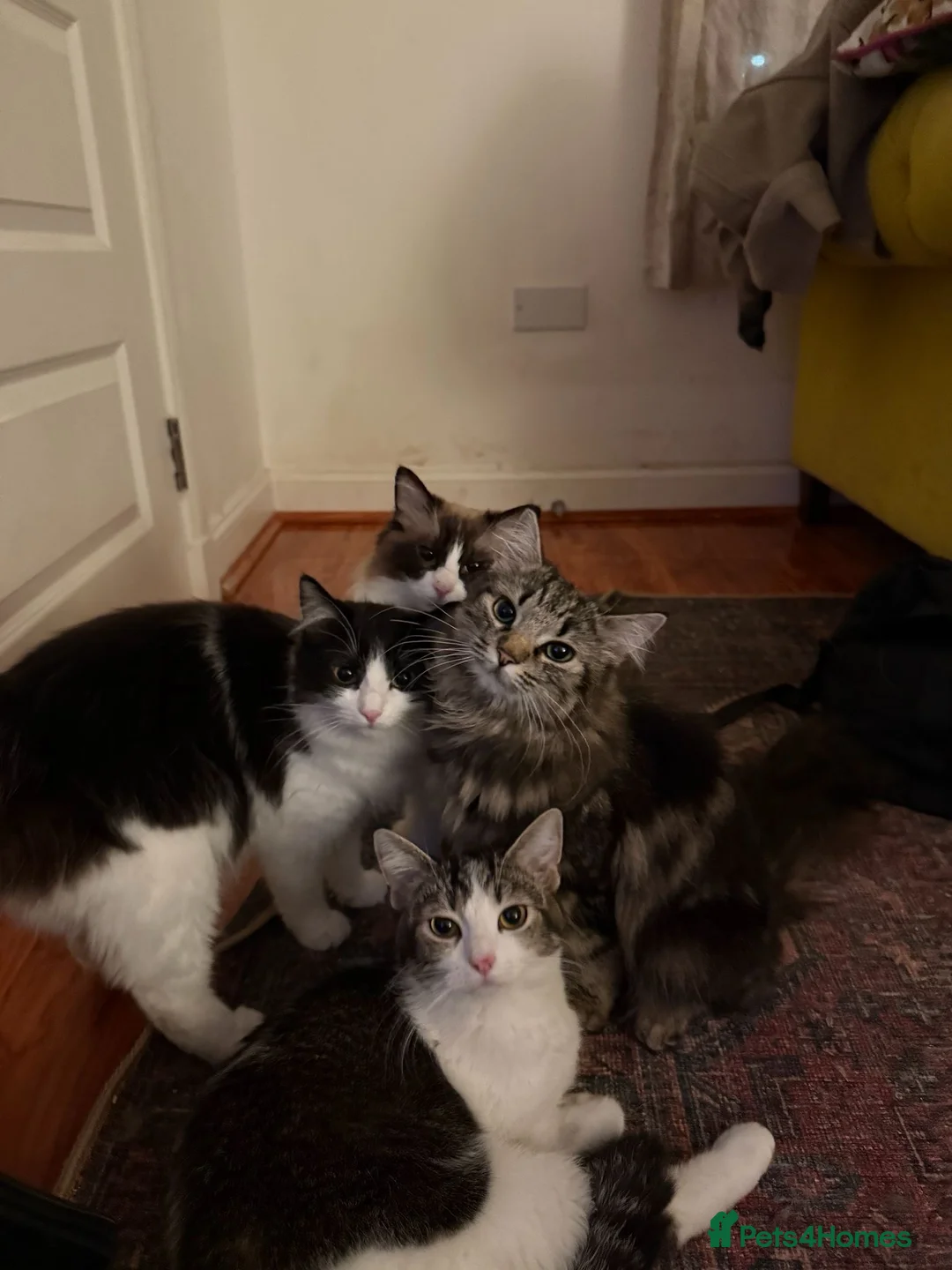 Mixed Breed cats for sale: Litter of 5 ragdoll tabby mixes  - Advert 1