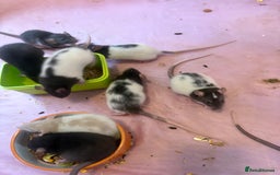 Rat rodents for sale: Fancy rats  - Image 8