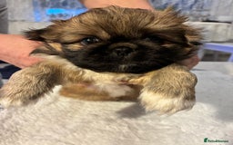 Pekingese dogs for sale: Pekingese puppies - Advert 2